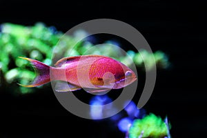 Sea goldie Anthias fish - Pseudanthias squamipinnis photo