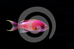 Sea goldie Anthias fish - Pseudanthias squamipinnis photo