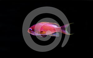 Sea goldie Anthias fish - Pseudanthias squamipinnis photo