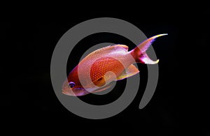 Sea goldie Anthias fish - Pseudanthias squamipinnis photo