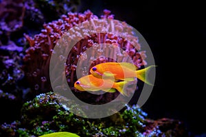 Lyretail Anthias Coralfish - Pseudanthias squamipinnis photo