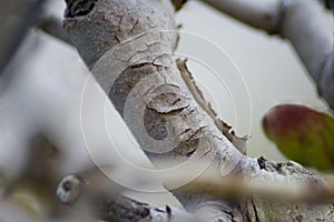 Sea Grape Bark Closeup