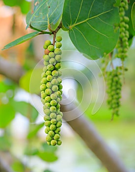 Sea grape fruit