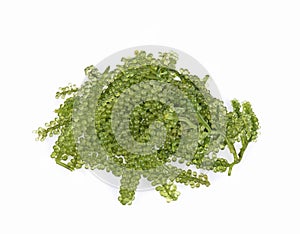 Sea Grape isolated on white background