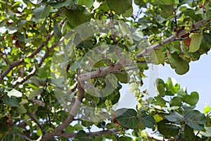 Sea grape tree