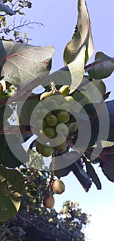 Sea grapes  on the beach