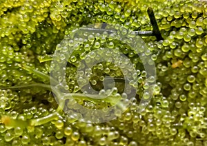 Sea grapes or green caviar