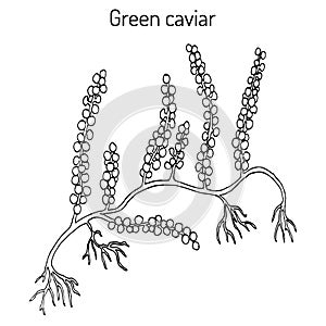 Sea grapes or green caviar Caulerpa lentillifera , edible seaweed