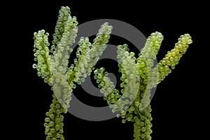 Sea grapes, green caviar isolated on black background