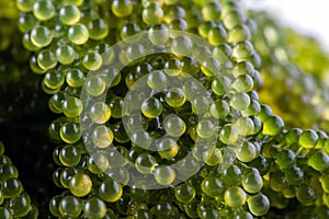 Sea grapes ( green caviar ) seaweed