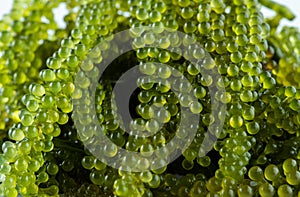 Sea grapes ( green caviar ) seaweed