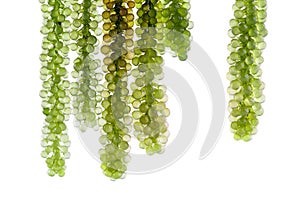 Sea grapes ( green caviar ) seaweed