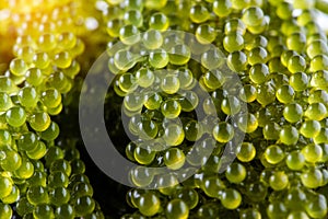 Sea grapes ( green caviar ) seaweed