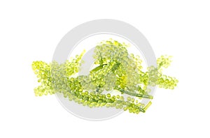 Sea grapes  green caviar  seaweed, Healthy food isolated on white background