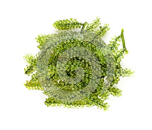 Sea grapes  green caviar  seaweed on white