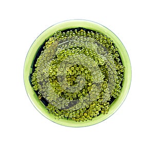 Sea grapes  green caviar  seaweed on white