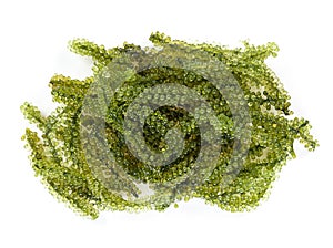 Sea grapes  green caviar  seaweed on white