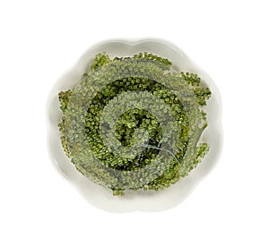 Sea grapes  green caviar  seaweed on white
