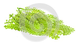 sea grapes ( green caviar ) seaweed on white