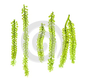 Sea grapes green caviar seaweed on white backgroun