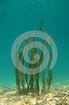 Sea grass photo