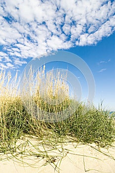 Sea grass