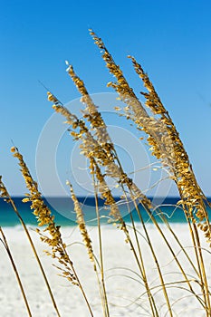 Sea Grass