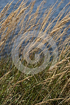 Sea grass along beach