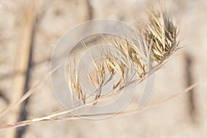 Sea grass by the bay