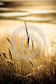 Sea grass with beach background.