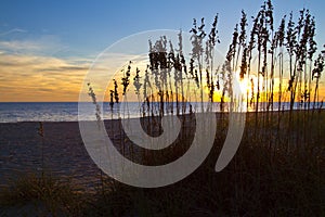 Sea Grass on the Dunes at Sunset