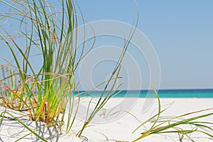 Sea grass on Pensacola Beach