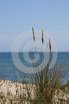 Sea grass on sand dune with sea behind