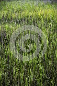 Sea grass at Shem Creek in Mount Pleasant South Carolina photo