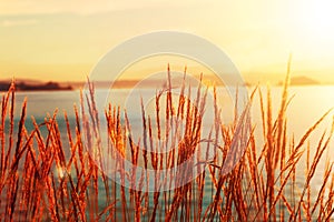 Sea grass silhouetted with ocean