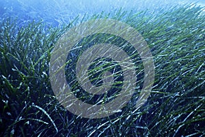 Sea Grass Underwater, Green Grass