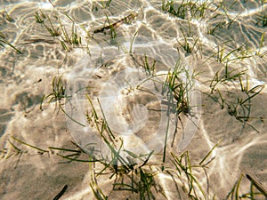 Sea grass underwater photo