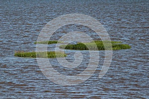 Sea grass wetlands