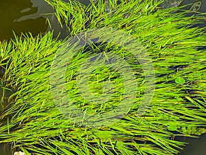 Sea Grass or Zostera marina