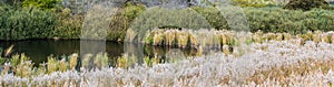 Sea grasses, plants, natural water ponds and sand dunes in the Flemish nature reserve Fonteintjes in Blankenberge