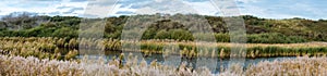 Sea grasses, plants, natural water ponds and sand dunes in the Flemish nature reserve Fonteintjes in Blankenberge