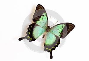 Sea Green Swallowtail (Papilio lorquinianus)