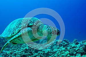 Sea green turtle
