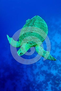 Sea green turtle