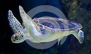 Sea Green Turtle Gliding By
