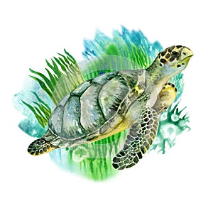 Sea green turtle with seaweed on white background. Sea life. Watercolor