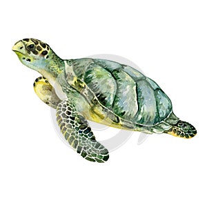 Sea green turtle Watercolor