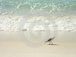 Sea Green Wave Breaking on Panama City Beach With Bird