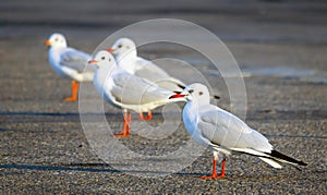 Sea Gul Bird