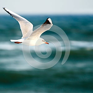 Sea gull